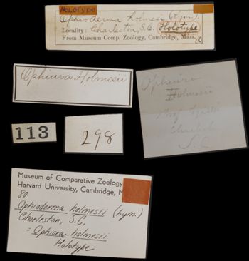 Media type: image; Invertebrate Zoology OPH-80   Description: Handwritten labels for this specimen included in the specimen tray.;  Aspect: labels